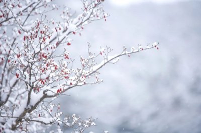 ​描写雪的诗词句子，柳絮风起，枝头花开，唯美了整个冬天