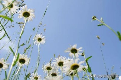 ​菊花的句子唯美文案（菊 优美段落摘抄）