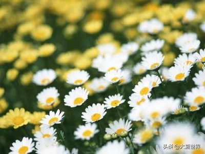 ​余秋雨经典语录 余秋雨唯美句子名人名言（四）：爱是平等的，可付出更多，决不