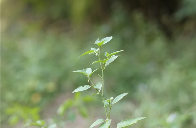 王者成熟游戏网名