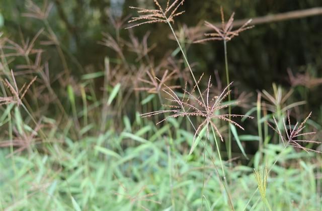 让人听起来有病的沙雕网名(精选206个)