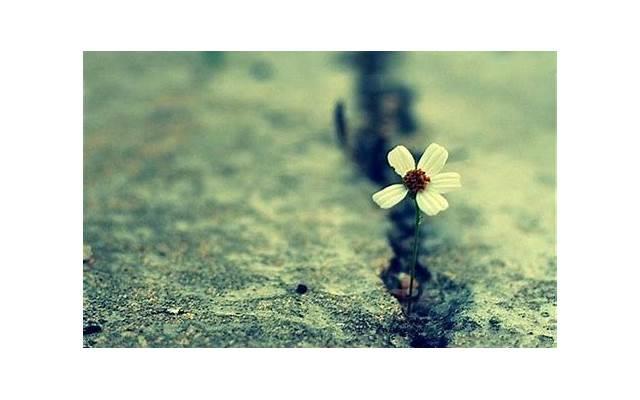 结婚唯美短句八个字【结婚三周年的唯美短句】