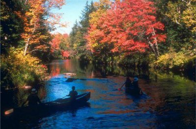 ​描写黑猫的唯美句子17句