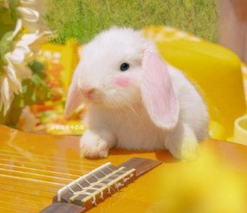 ​新年表白男朋友（老公）的情话 新年表白女朋友（老婆）的情话