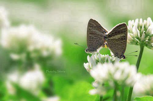 每天一句早安小情话 早上起床撩人的情话