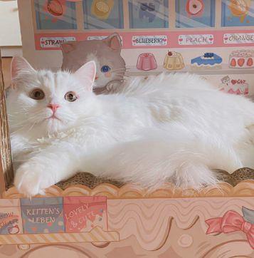 有关表白的句子摘录58条