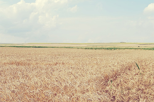 520表白情话句子 520表白情话100字(精选79句)