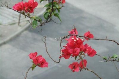 ​朝朝暮暮的爱情