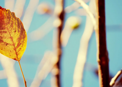 ​让人无法拒绝的表白