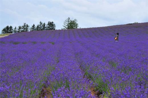 关于甜蜜爱情的唯美句子短句