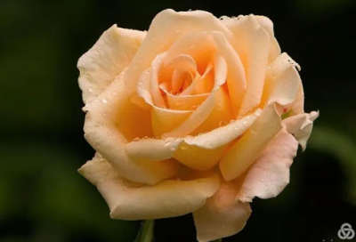 ​最火的姓吴的网名(共95个)