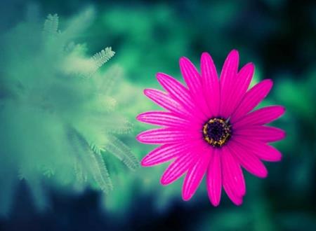 带萱字的唯美网名，可爱有仙气的萱字抖音昵称