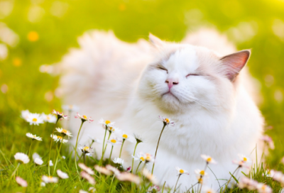 ​关于一句话诠释什么是爱情 一句话诠释什么是爱情搞笑（精选）