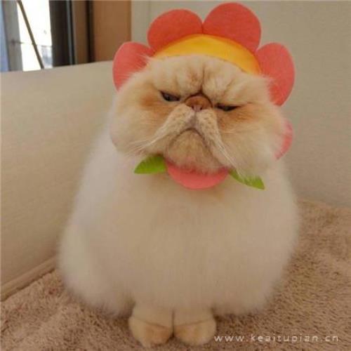 能表达爱意唯美的句子