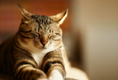 ​黑色玫瑰的网名(共86个)