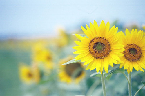 英文爱情宣言短语62句