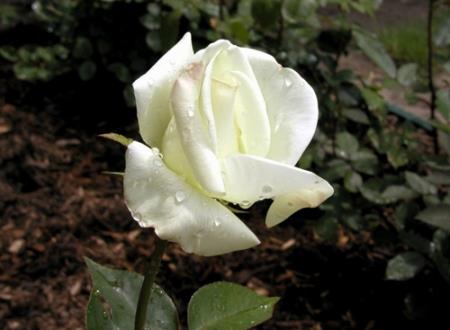 有意境的三个字诗意古风网名