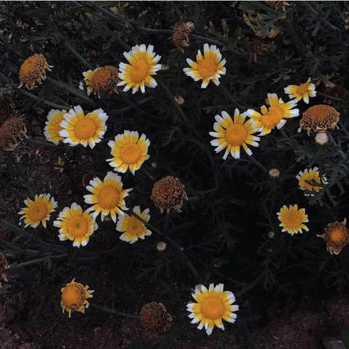 想好好珍惜爱情的句子