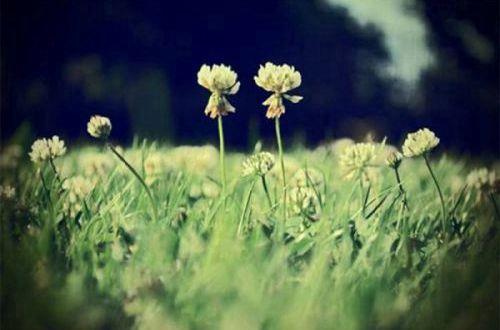 有哲理的爱情语句摘录44条