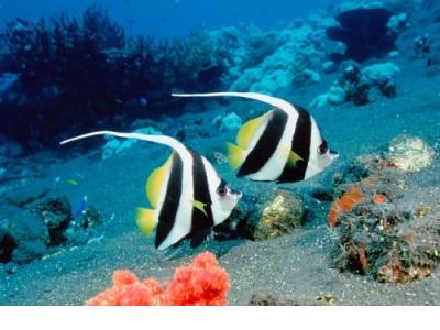 简短八字的表达爱意的句子