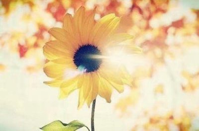 ​唯美爱情句子(48句)