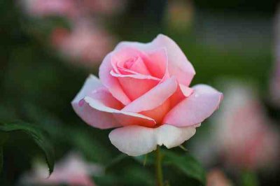 ​一句话表示想脱单的句子 喜欢要说啊我又不是不负责