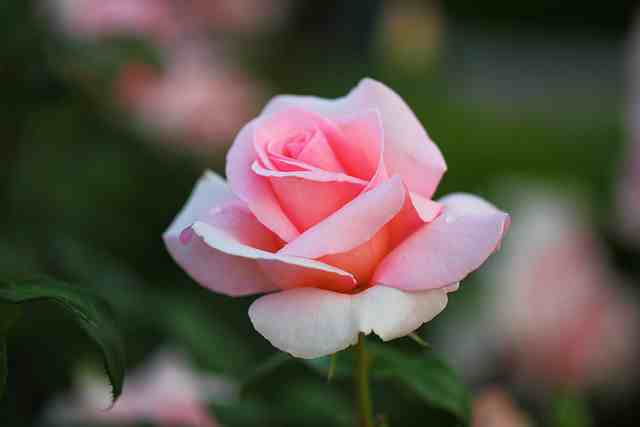 一句话表示想脱单的句子 喜欢要说啊我又不是不负责