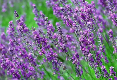 ​核心价值观演讲稿范文