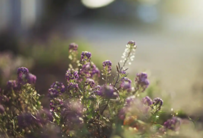 ​曼德拉效应真实事件27句