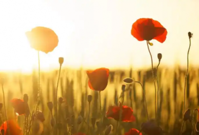 ​诚信演讲稿 范文