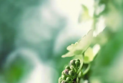 ​保健品演讲稿范文