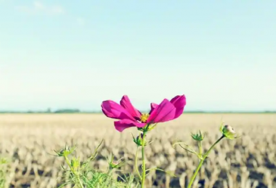 ​适合写在手帐里的表白古风句子23句