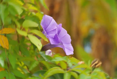 ​食药监专业求职信