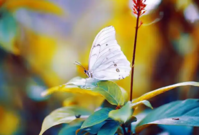 ​微信中午好问候语图片