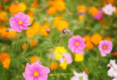 ​推广粤语演讲稿范文