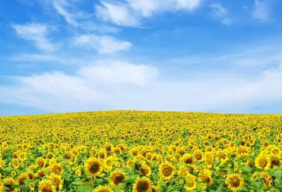 ​求职信英文翻译专业怎么写