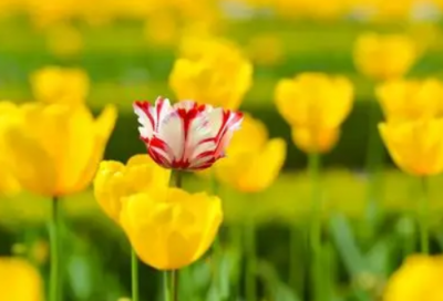 ​婚假申请书范文