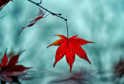 ​投桃报李什么意思【30句精选】