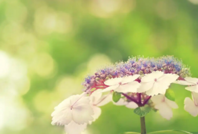 ​求职信畜牧专业