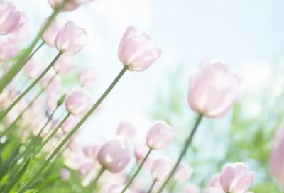 ​债权人破产申请书范文