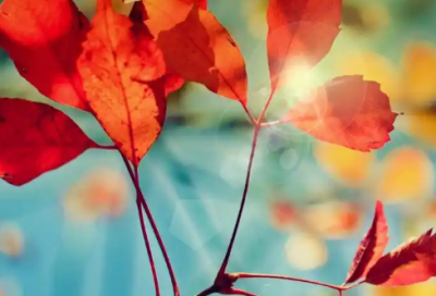 ​退部申请书范文