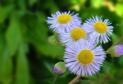 ​土建专业求职信