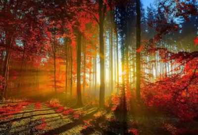 ​提前退休申请书 范文