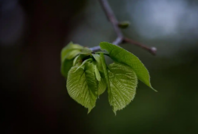 ​健步之星演讲稿范文
