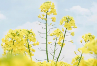 ​演讲稿范文青春理想