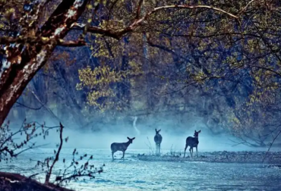 ​中层竞聘演讲稿范文