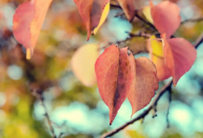 ​物流工程专业英语求职信