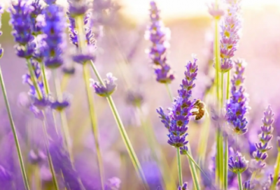 ​大专新能源技术专业求职信