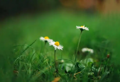 ​吼的拼音30句精选