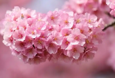 ​扶贫申请书范文